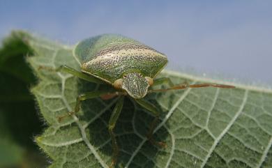 Piezodorus hybneri (Gmelin, 1790) 璧蝽