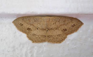 Scopula formosana Prout, 1934