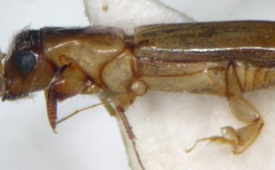 Diapus aculeatus Blandford, 1894 棘刺長小蠹