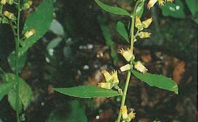 Blumea formosana Kitam. 裏白艾納香