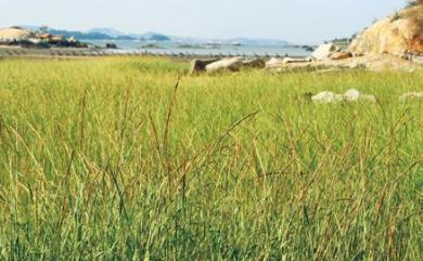 Spartina alterniflora Loisel. 互花米草