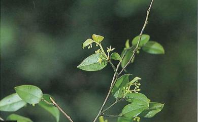 Sabia swinhoei Hemsl. 臺灣清風藤
