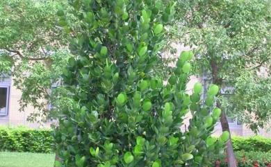 Garcinia subelliptica Merr. 菲島福木