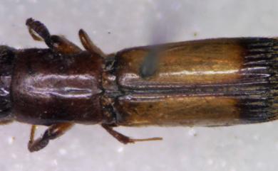 Crossotarsus simplex Murayama, 1925 亞東截尾長小蠹