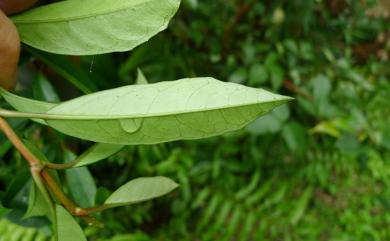 Hydrangea viburnoides 青棉花