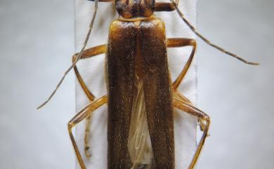 Stenothemus mamorui Okushima & M. Satô, 1999 棕背狹胸菊虎