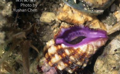 Morula borealis (Pilsbry, 1904) 紫口棘結螺