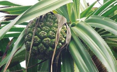 Pandanus odorifer (Forssk.) Kuntze 露兜樹