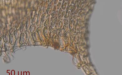 Palamocladium leskeoides (Hook.) E. Britton 摺葉苔