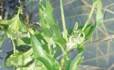 Gymnocoronis spilanthoides 光冠水菊