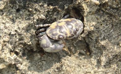 Lydia annulipes (H. Milne Edwards, 1834) 環紋金沙蟹