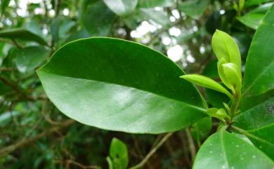 Garcinia multiflora 福木