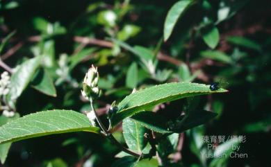 Deutzia pulchra 大葉溲疏