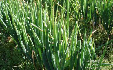 Allium fistulosum 蔥