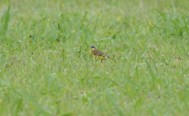 Motacilla tschutschensis tschutschensis (Gmelin, 1789) 東方黃鶺鴒(白眉亞種)