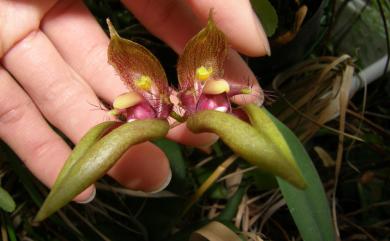 Bulbophyllum pingtungense 屏東豆蘭