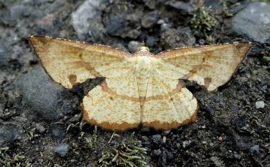 Corymica deducta (Walker, 1866) 褐帶圓窗尺蛾