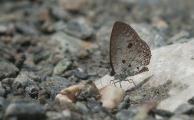 Megisba malaya sikkima Moore, 1884 黑星灰蝶