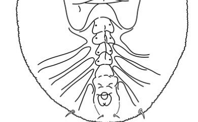 Aleurotrachelus maesae Takahashi, 1935 山桂花摺粉蝨