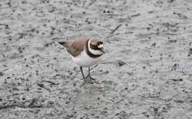 Charadrius dubius curonicus Gmelin, 1789 小環頸鴴