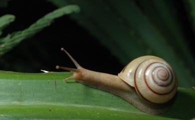 Satsuma batanica pancala (Schmacker & Böttger, 1891) 班卡拉蝸牛