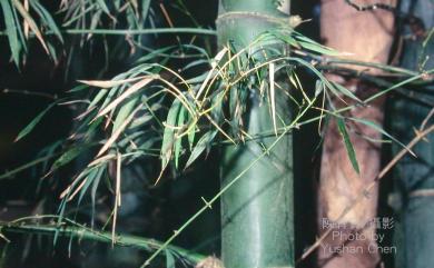 Bambusa stenostachya 刺竹