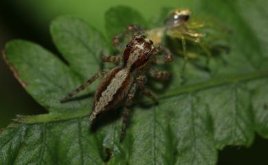 Pancorius crassipes (Karsch, 1881) 粗腳條斑蠅虎