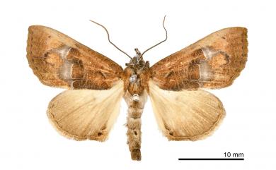 Coarica fasciata Moore, 1882