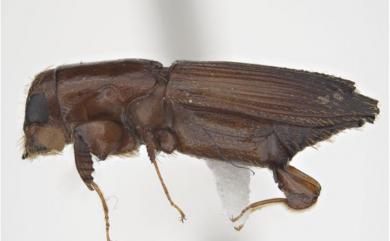 Euplatypus parallelus (Fabricius, 1801) 平行長小蠹