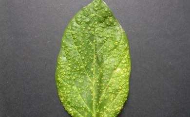 Aceria serratifoliae Huang, 2007 臭娘子瘤節蜱