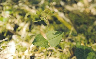 Neottia nankomontana (Fukuy.) Szlach. 南湖雙葉蘭