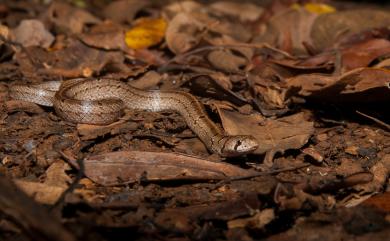 Oligodon formosanus (Günther, 1872) 赤背松柏根