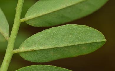 Indigofera spicata 倒卵葉木藍