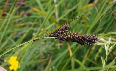 Carex atrata 南湖扁果薹