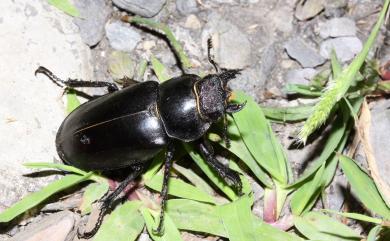 Lucanus kanoi piceus Kurosawa, 1966 漆黑深山鍬形蟲