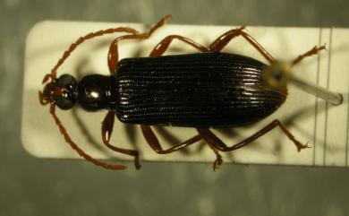 Casnonidea occipitalis (Borchmann, 1912) 黃腳筒擬金花蟲