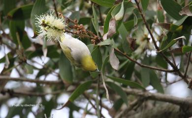 Zosterops japonicus Temminck & Schlegel, 1847 日菲繡眼