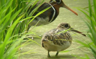 Rostratula benghalensis (Linnaeus, 1758) 彩鷸