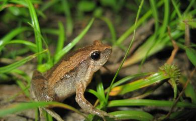 Microhyla fissipes Boulenger, 1884 小雨蛙