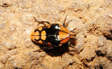 Coilodera formosana (Moser, 1910) 臺灣瘦花金龜