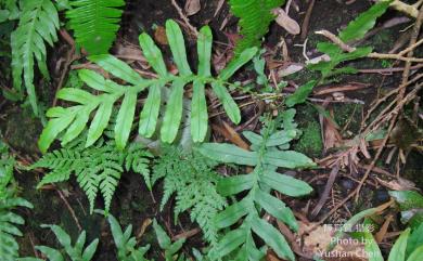 Blechnopsis orientalis (L.) C.Presl 擬烏毛蕨