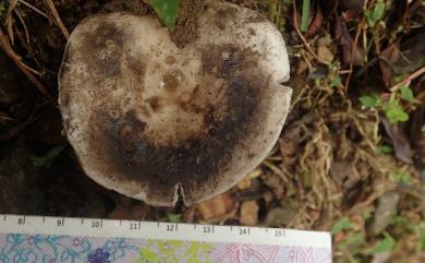 Russula 紅菇屬