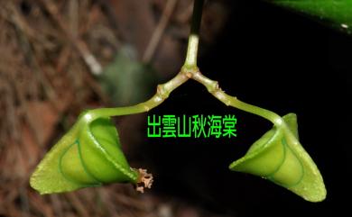 Begonia chuyunshanensis 出雲山秋海棠