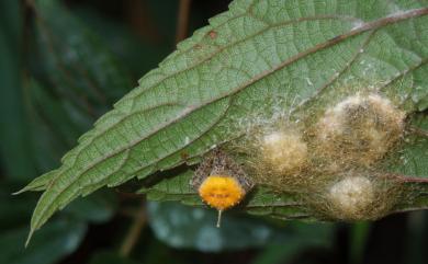 Eriovixia laglaizei Simon, 1877 拉克氏鬼蛛