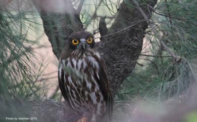 Ninox japonica japonica (Temminck & Schlegel, 1845) 褐鷹鴞(過境亞種)