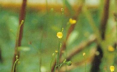 Utricularia aurea 黃花狸藻