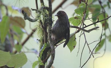 Actinodura morrisoniana Ogilvie-Grant, 1906 紋翼畫眉