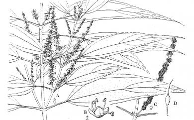 Boehmeria densiflora 密花苧麻