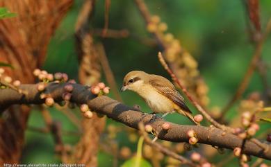Lanius cristatus lucionensis Linnaeus, 1766 紅尾伯勞