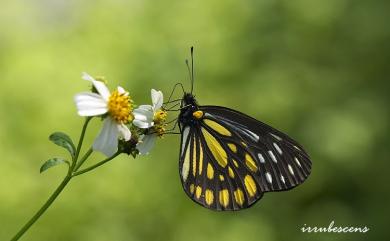 Aporia agathon moltrechti (Oberthür, 1909) 流星絹粉蝶